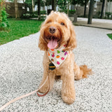 Fruits Dog (Beige) Reversible Bandana