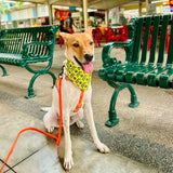 Nervous Do Not Pet Reversible Bandana