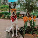 Animal Snacks (Maroon) Reversible Bandana